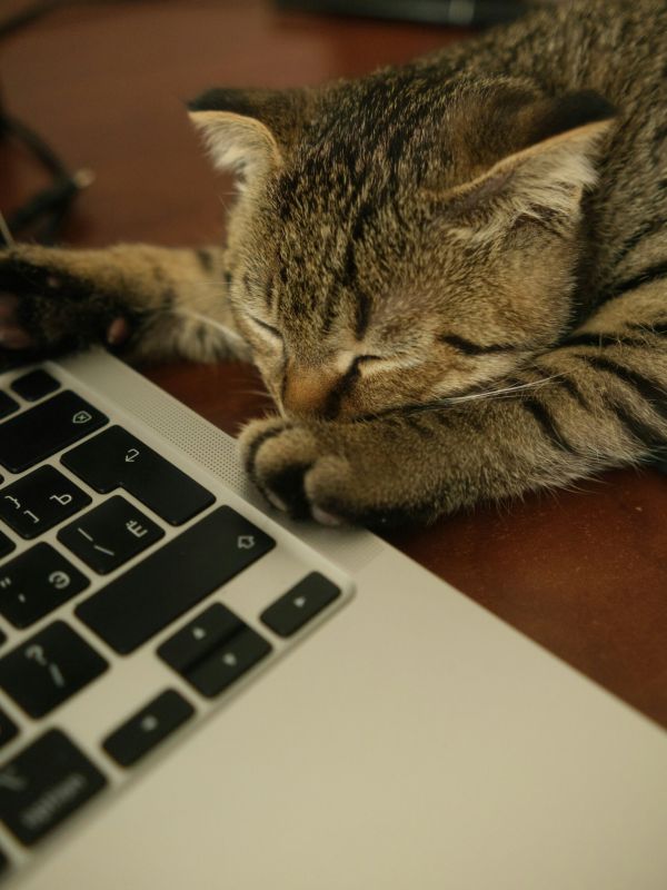 A kitten sleeps next to a laptop representing possible ADA accommodations accessed through the accommodations support services for autistic adults at NeuroSpark Health.